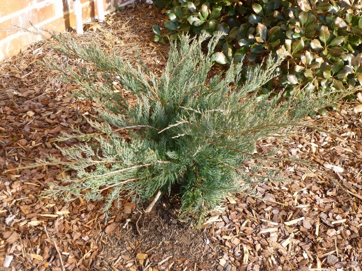 Future Plants By Randy Stewart Junipers For All Landscapes