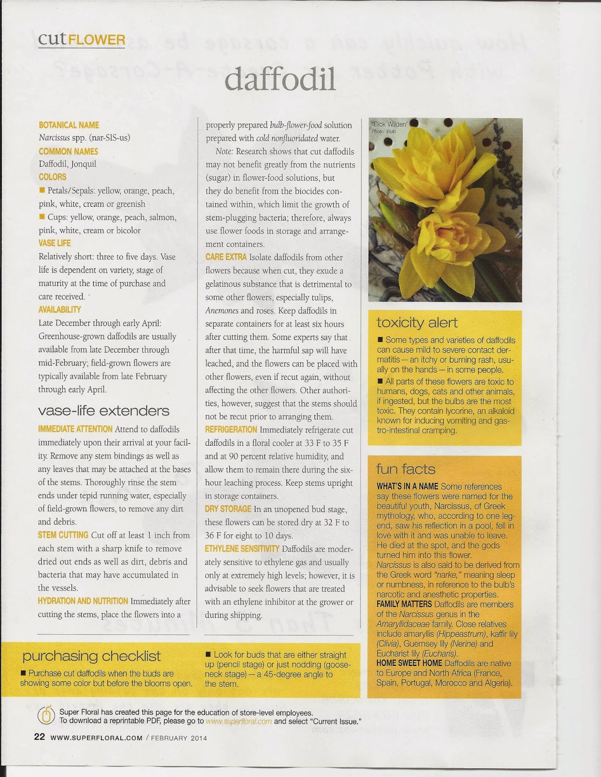 flower classroom Cut Flower Daffodil Varieties, Care & Handling