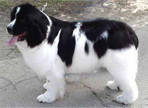 Newfoundland Puppy Black And White Newfoundland dog