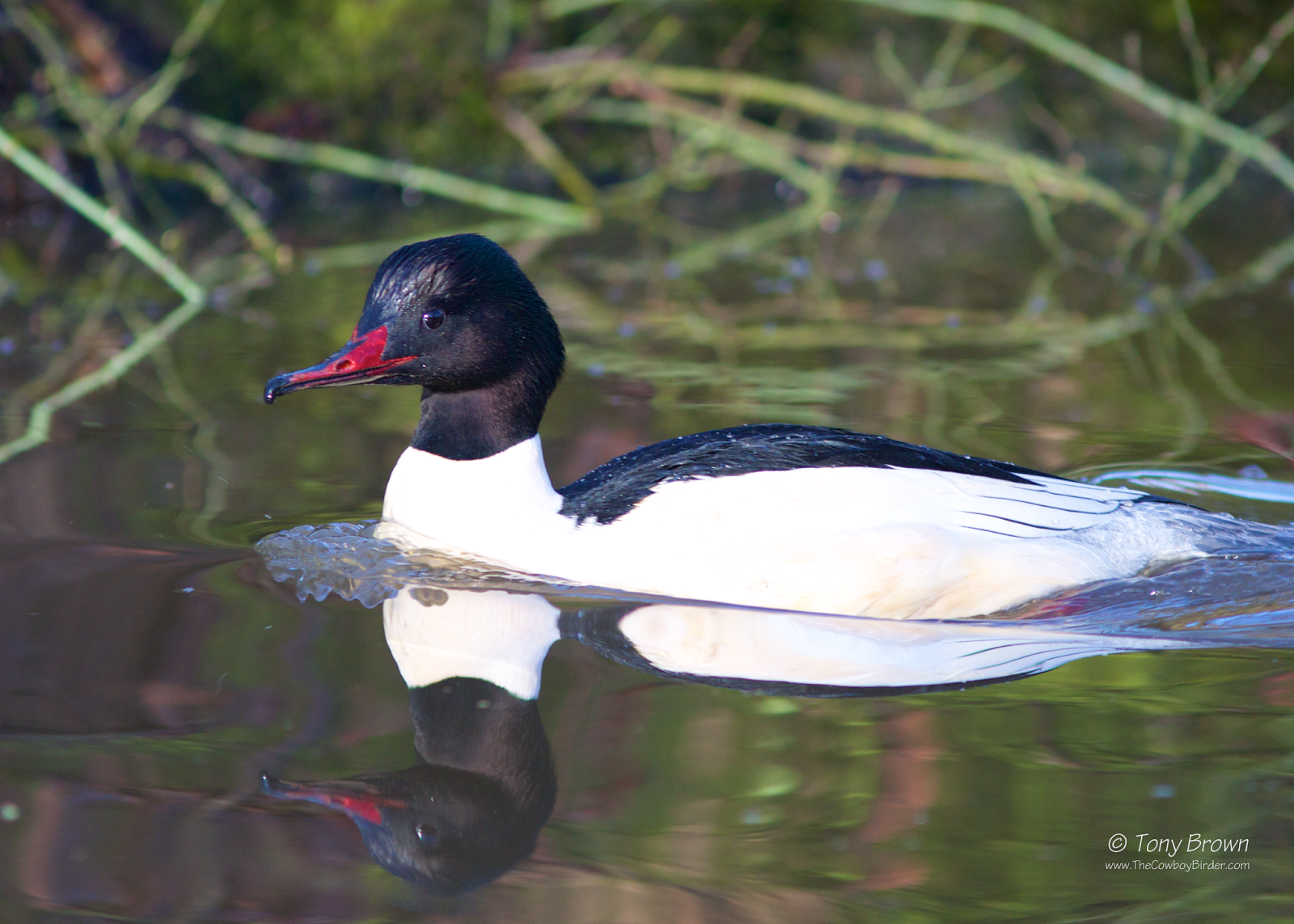Male, Connaught Water, Epping Forest