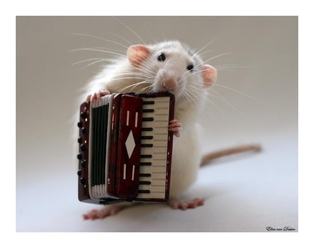 Orchestral Harmony with the cutest guineas