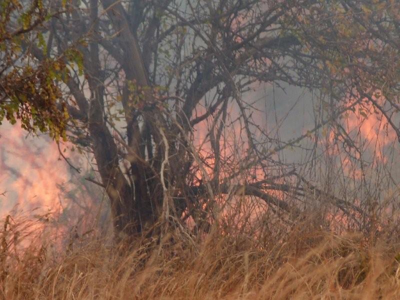 Safari Ecology What is the savanna biome?