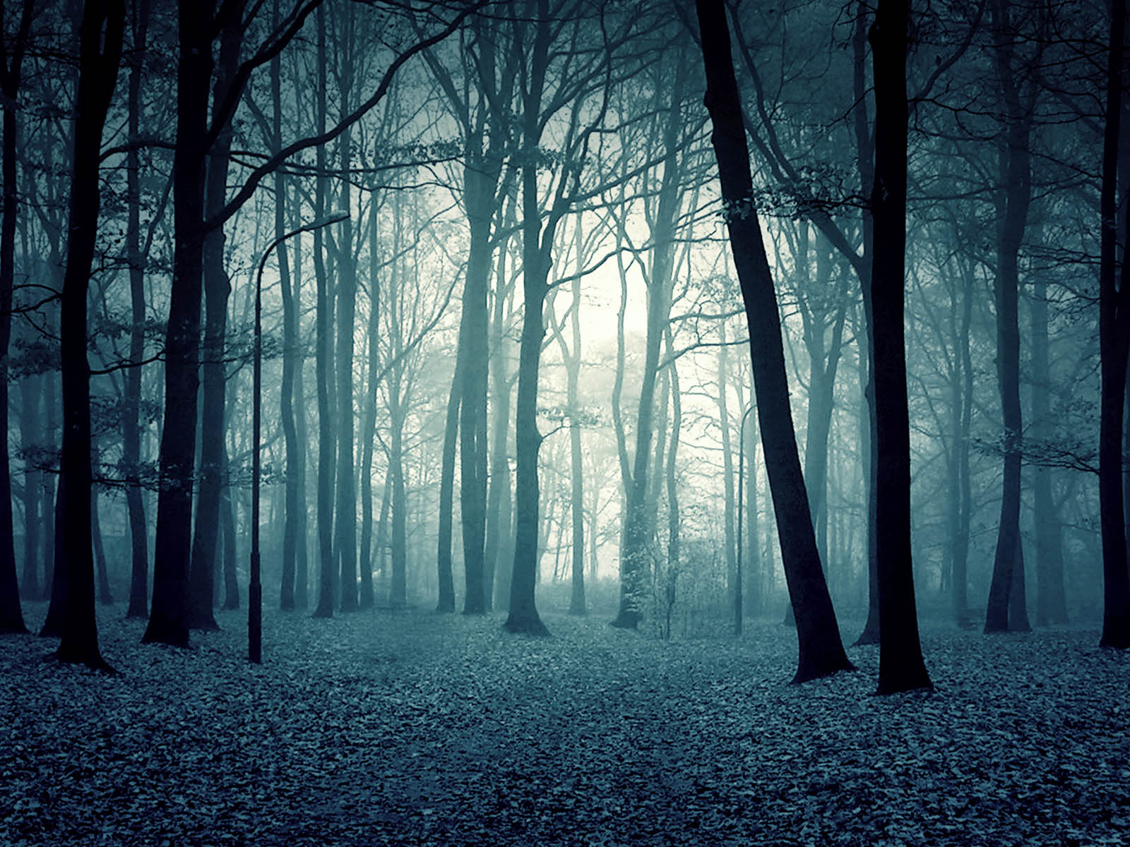 Misty Forest Twilight+Forest+Wallpapers+1
