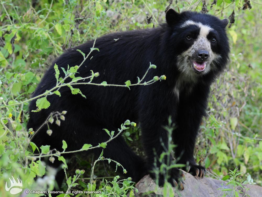 Spectacled Bear The Life of Animals
