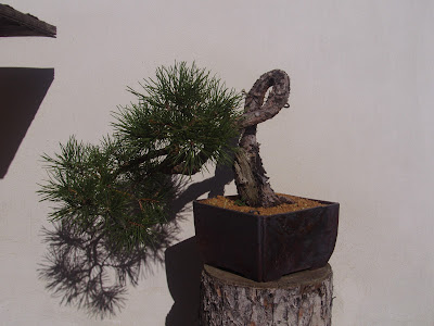 Borovice zakruty zima 2010