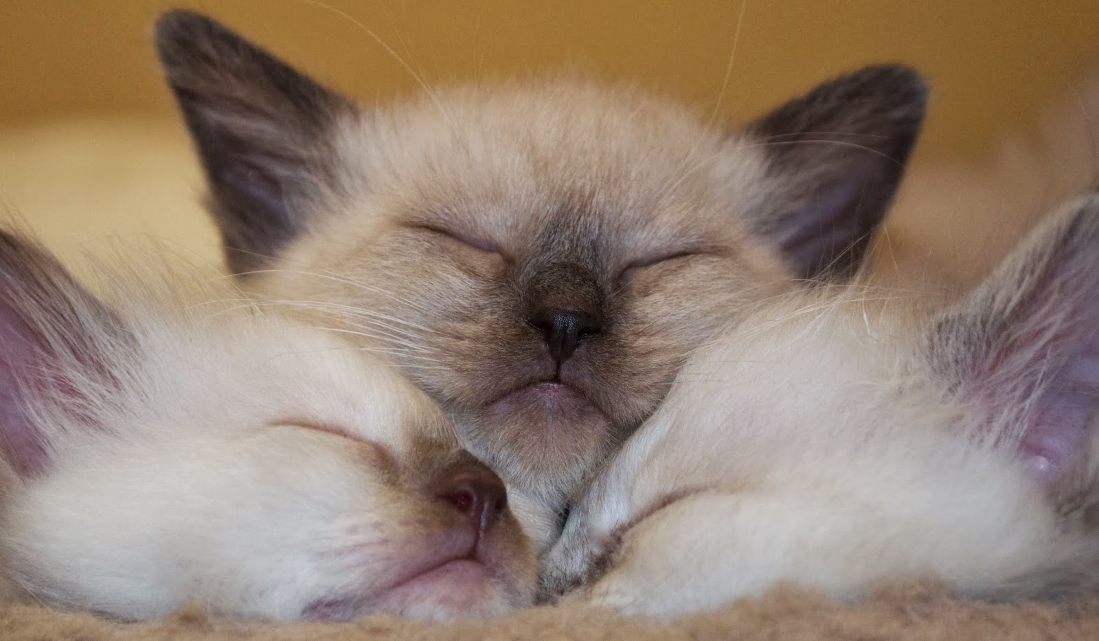 Triangle of Love-Two lynx point and one solid point Siamese ... Triangle of Love-Two lynx point and one solid point Siamese ...