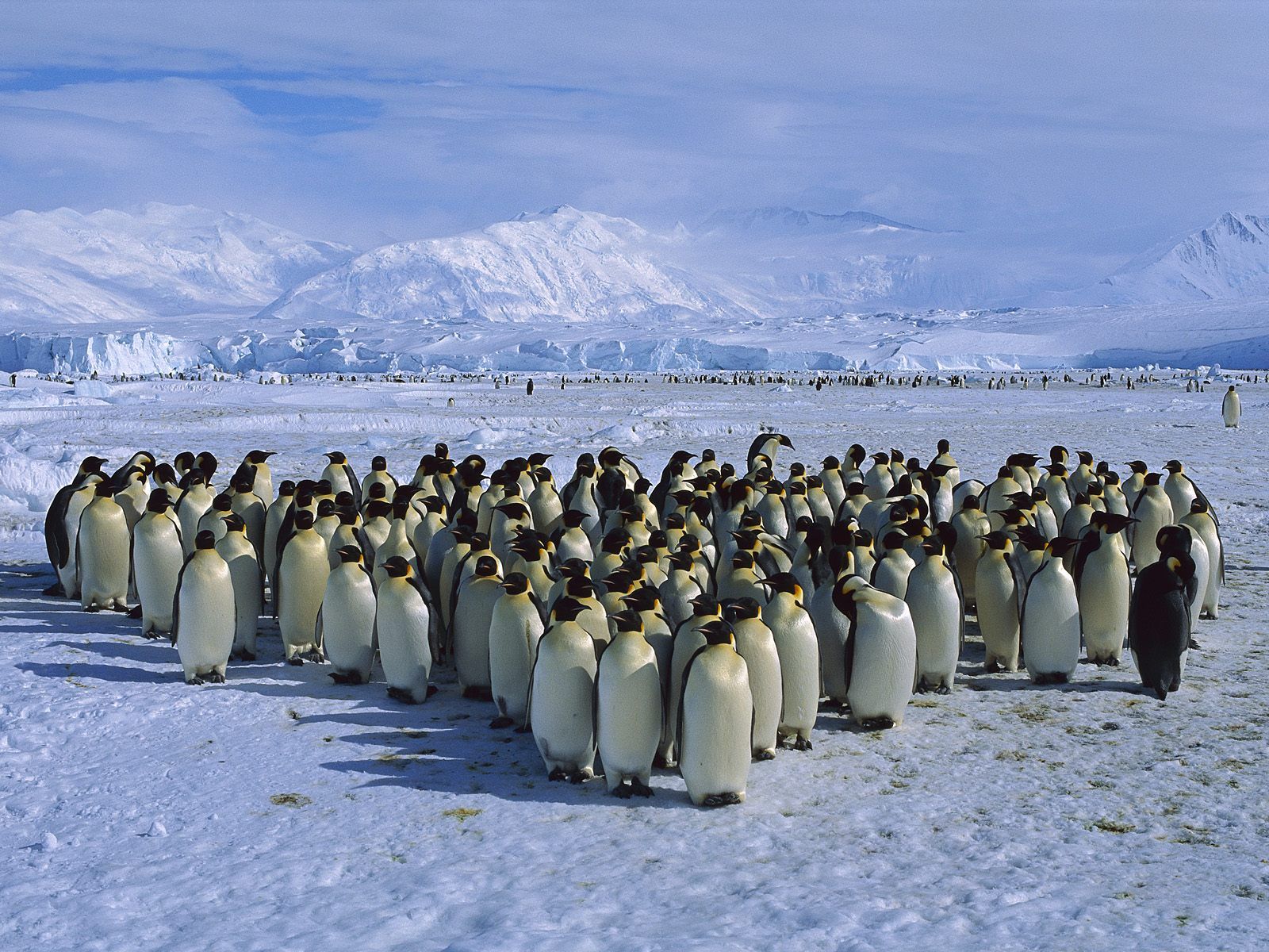 http://4.bp.blogspot.com/-6Tn4HA8ZKl8/TjmOdxCZ-pI/AAAAAAAAAOk/94IOLMwyItc/s1600/Penguin+Wallpapers+10.jpg