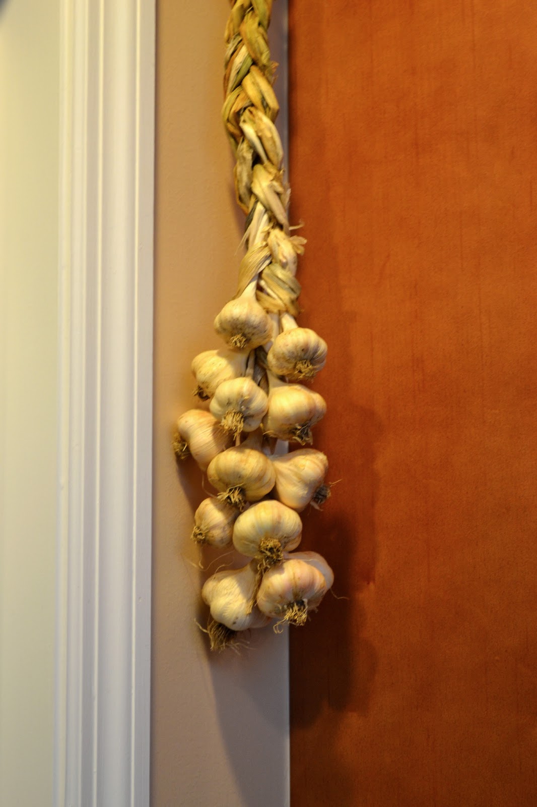 Growing Days Garlic A Stylish Display to Ward Off Vampires.