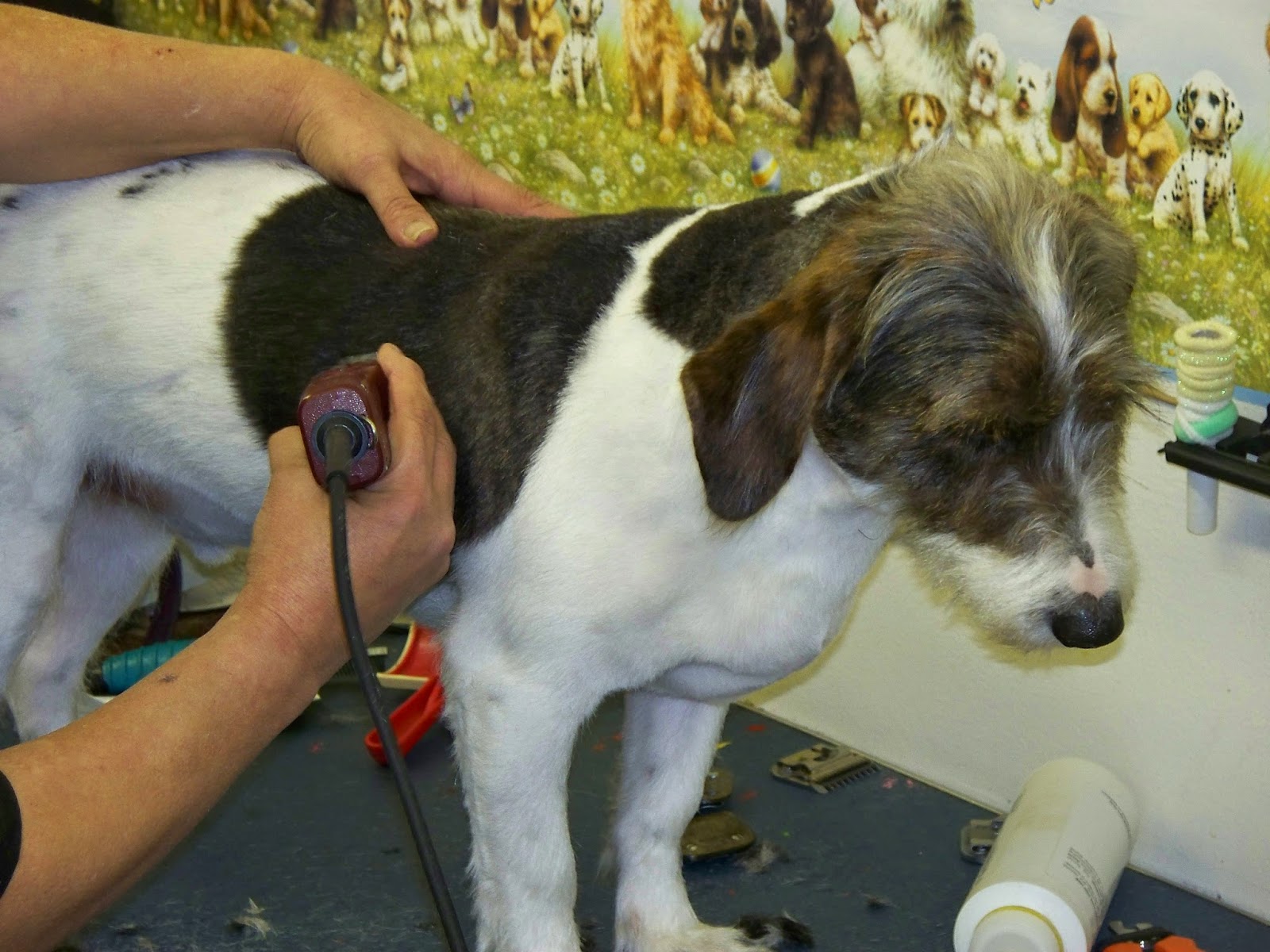 Knoxville Puppy Love How to Choose a Professional Dog Groomer