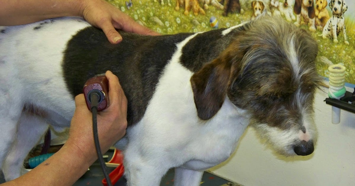 Knoxville Puppy Love How to Choose a Professional Dog Groomer