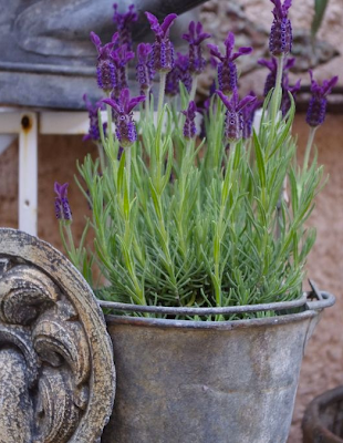 Lavande dans vieux seau en zinc Pinterest via Nat et nature