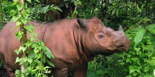 Amatonthee's Daftar Flora dan Fauna Langka di Indonesia