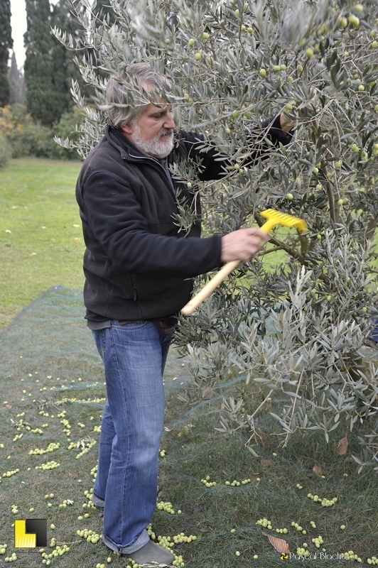 Alain Blachier ramasse ses olives photo pascal blachier Alain Blachier ramasse ses olives photo blachier pascal