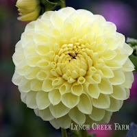 Polyventon Supreme, a ball dahlia, flaunts 5-inch blossoms. Polyventon Supreme