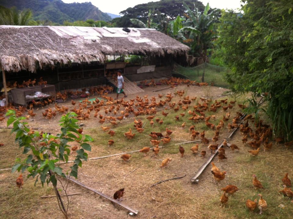 Pamora Farm's Free Range Chicken [Nix's First Blog Post] Blog for