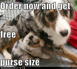 Funny DOG Pictures