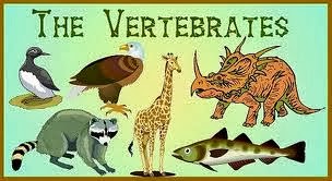 Amin Tabin Vertebrata