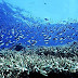 Pemandangan Taman Bawah Laut Bukanen thumbnail