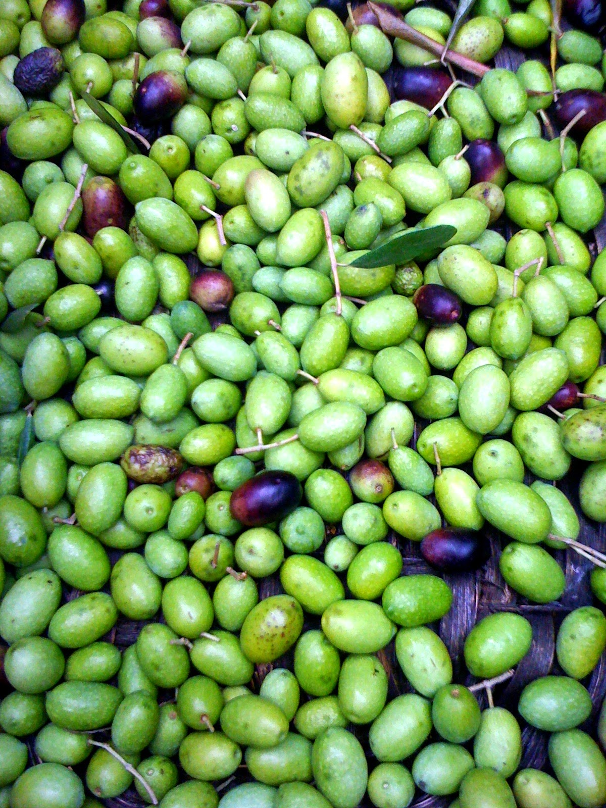 Alessandra Zecchini Picking, treating and preserving olives in brine