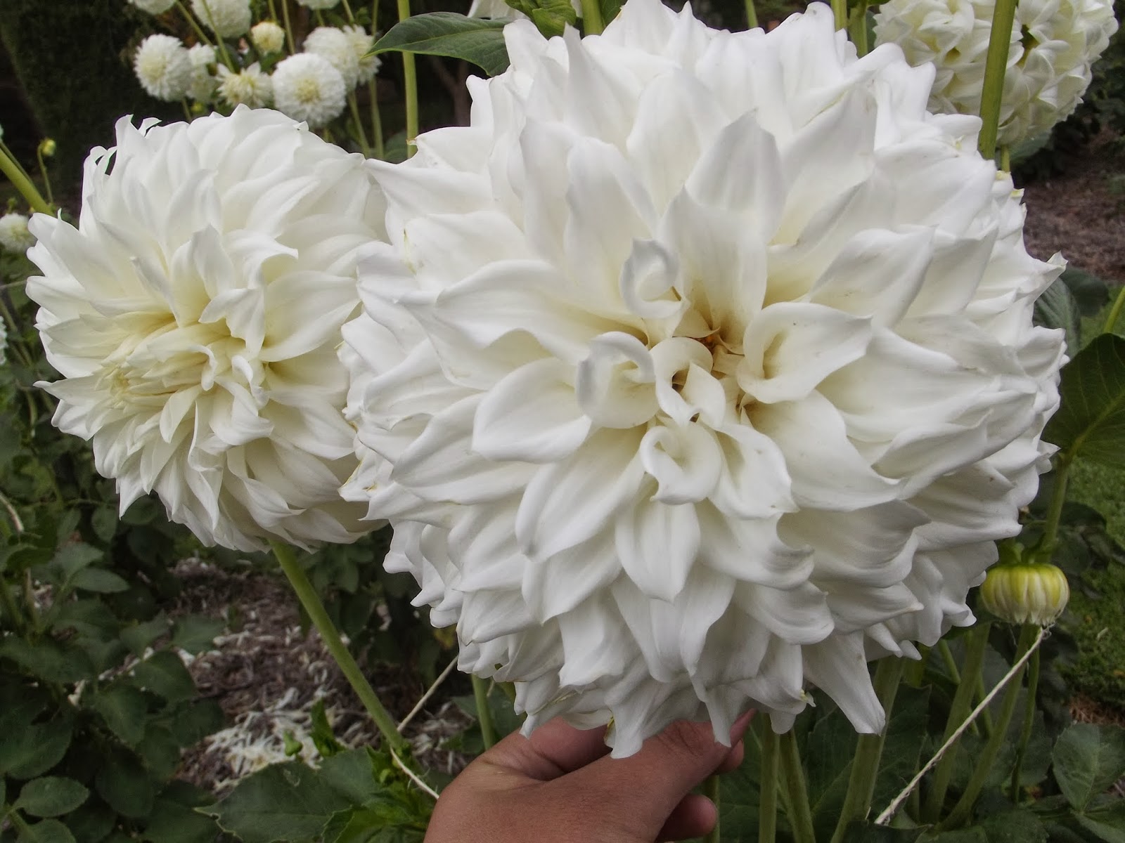 Australian Dahlias and Tubers Varieties of Stunning White Dahlias