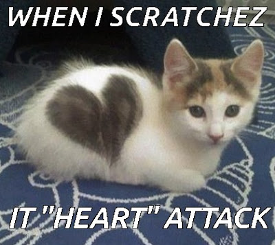 cat attack meme