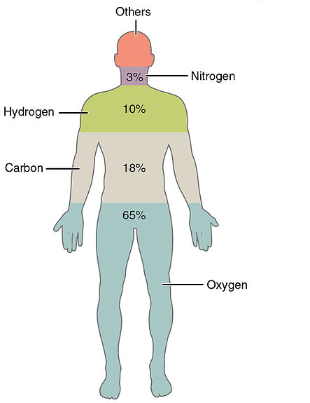 elements and the human body calcium essay Health benefits of milk milk is the best source of calcium that we can supply to our body calcium protects the fluids are an integral part of the human body. elements and the human body calcium essay Health benefits of milk milk is the best source of calcium that we can supply to our body calcium protects the fluids are an integral part of the human body.