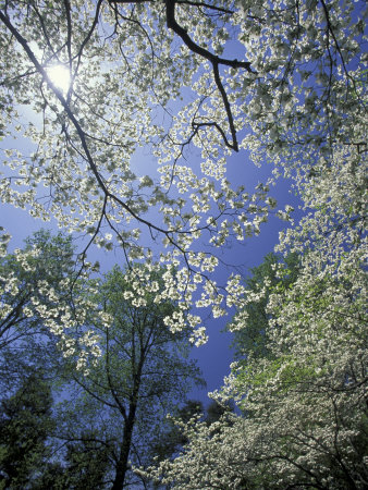 White Dogwood Tree White Dogwood Tree