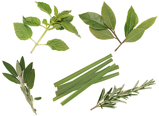 HORTA EM APARTAMENTO TEMPEROS COM PLANTAS MEDICINAIS HORTA EM APARTAMENTO TEMPEROS COM PLANTAS MEDICINAIS