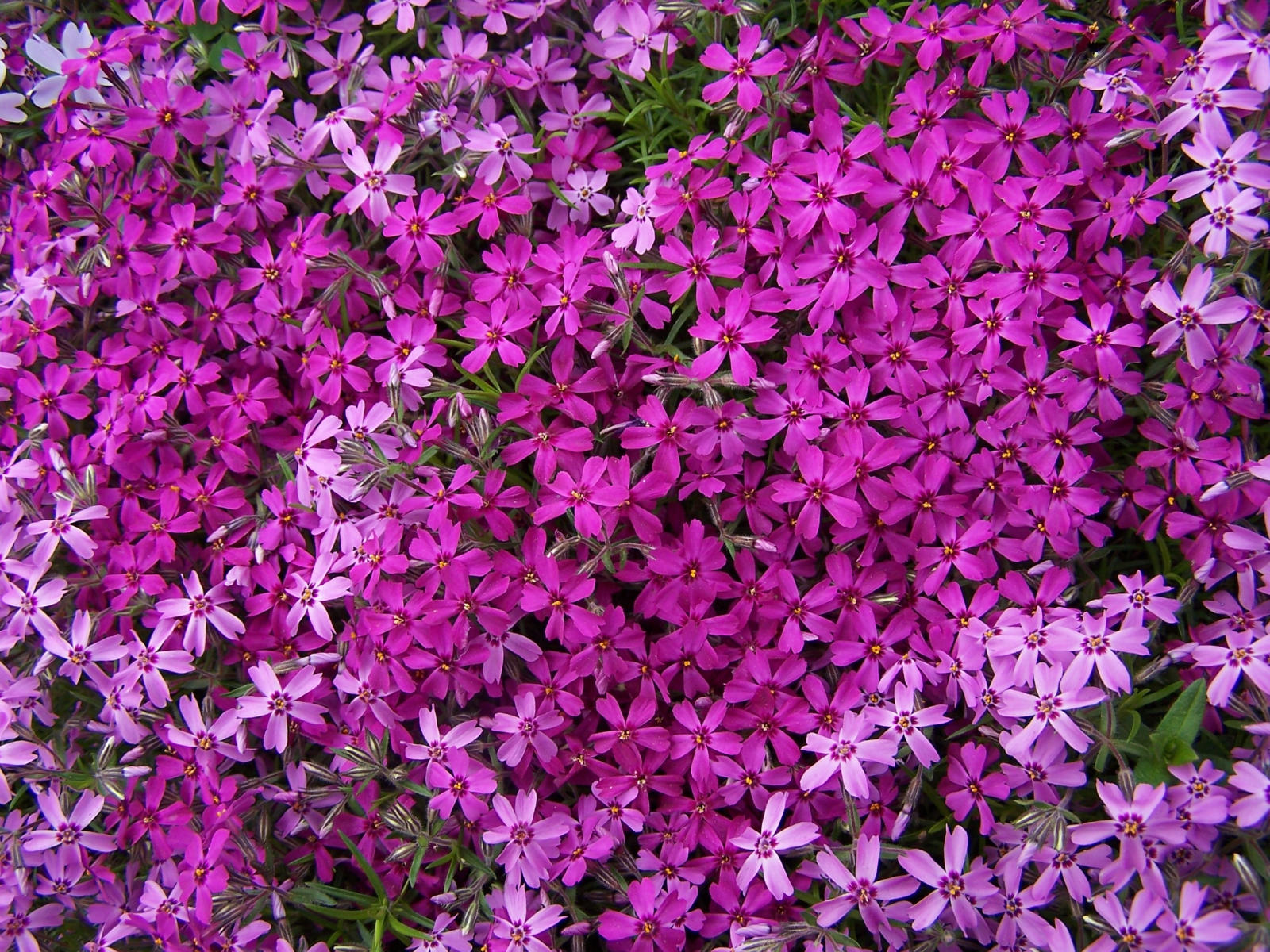 phlox flowers phlox flowers