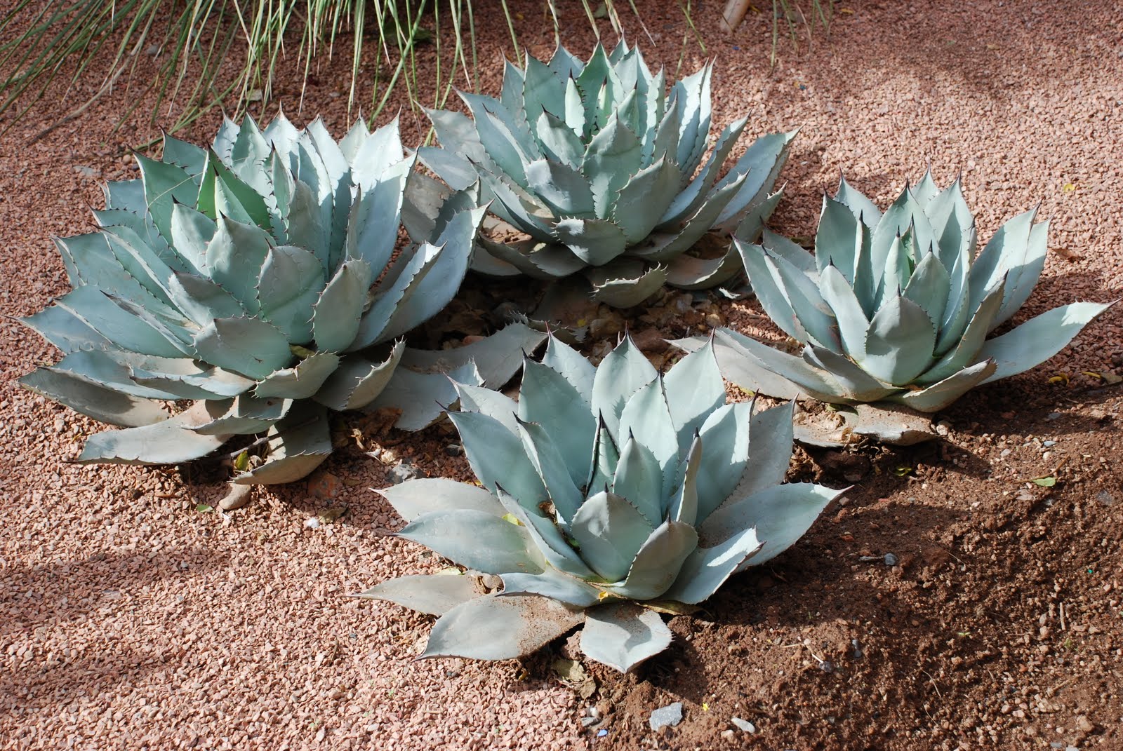 Seed to Feed Me HOW TO GROW AGAVE FROM SEED