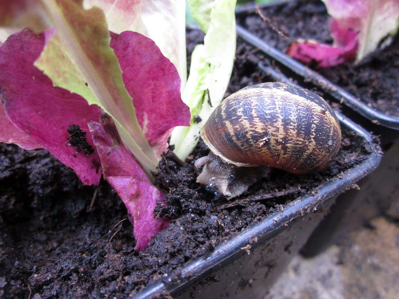 Red vs Green Lettuce What Do Slugs and Snails Really Like?
