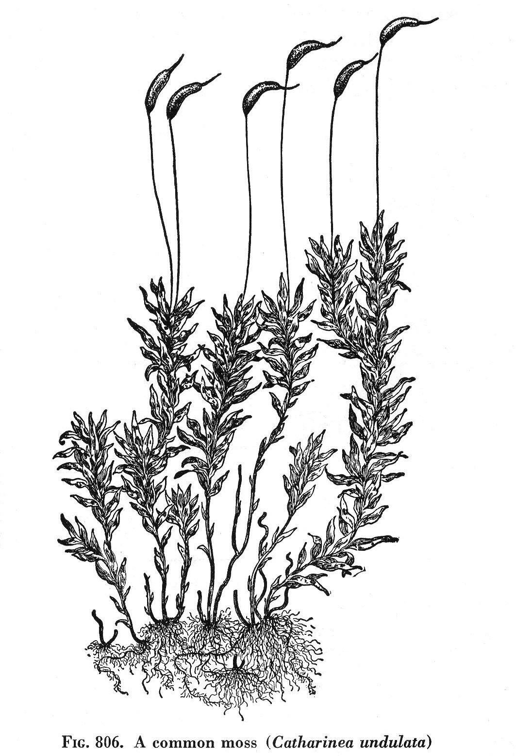 bryophyte sporangium