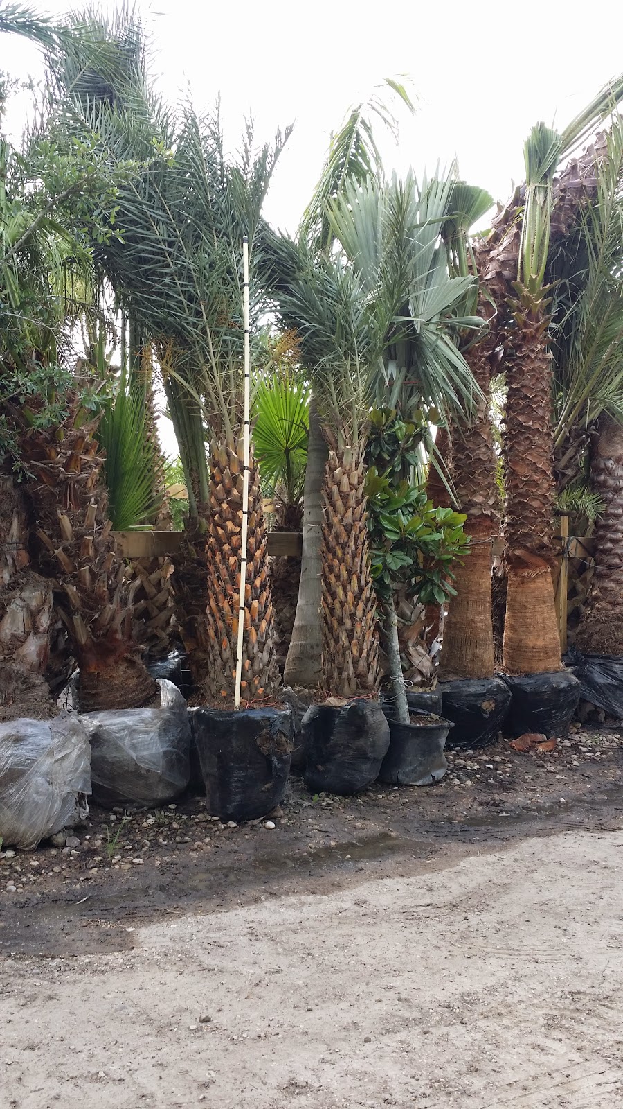 Cold Hardy Palm Trees in Houston Palm Trees Houston Wholesale