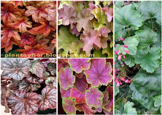 Heuchera 'Variedades'