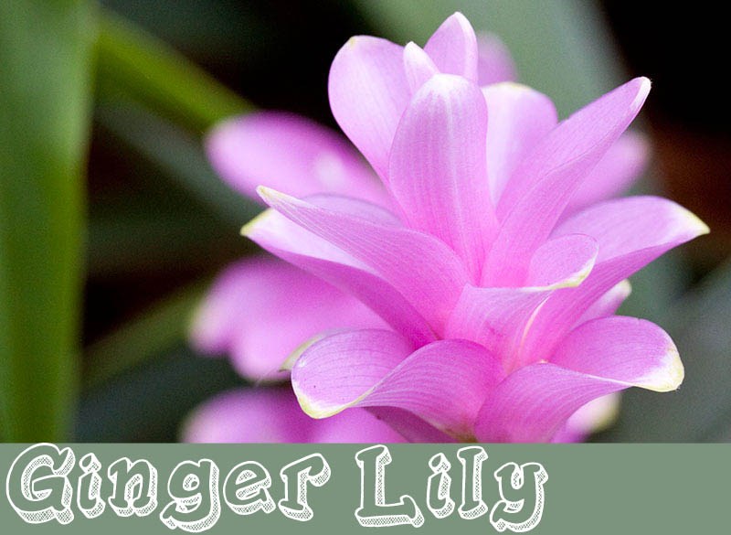 Precious Plants Trinidad Ginger Lily Plant