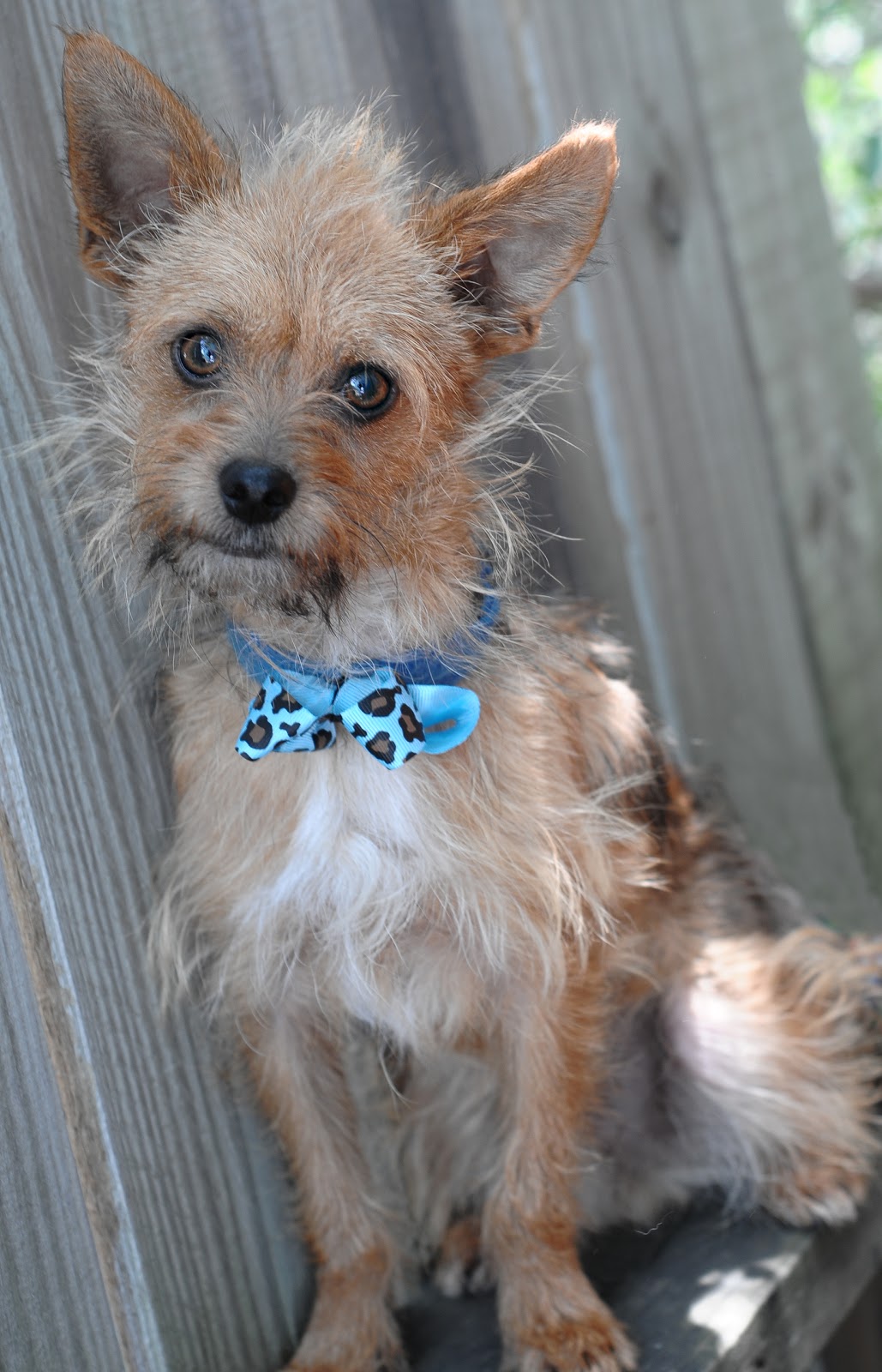 Protective Animal Welfare Society (KC PAWS) Kansas City Pets for