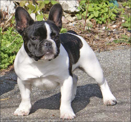 french-bulldog-appearance2222.jpg