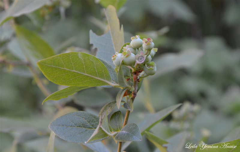 El Arándano | Jardines y Huertas
