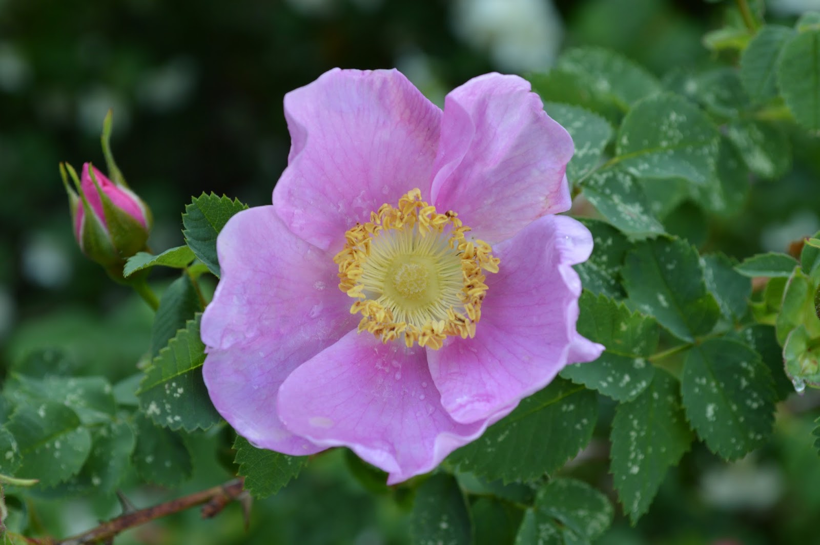 Roses Du Jardin Cheneland Viburnum Plicatum Shasta