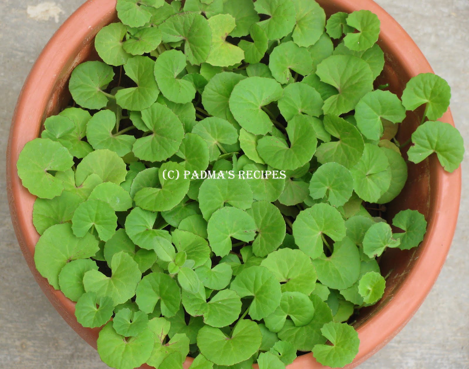 Padma's Recipes BRAHMI LEAVES /VALLARAI KEERAI CHUTNEY