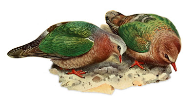 鳩 キンバト イラスト common emerald dove