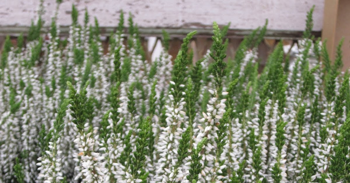 The White List white heather