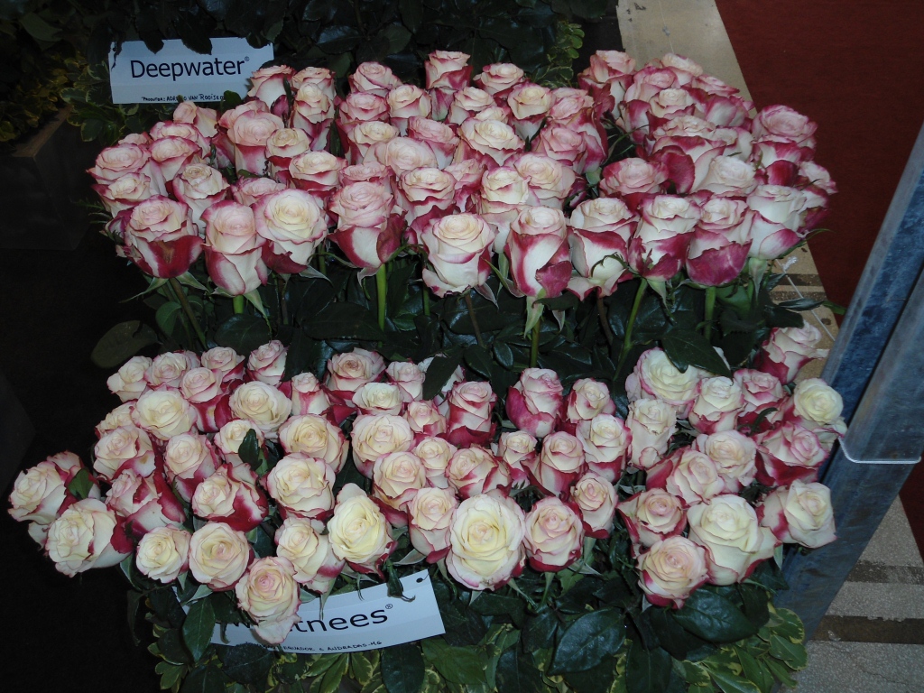 plantas jardim nomes:nomes de flores, significados flores jardim plantas jardim nomes:nomes de flores, significados flores jardim