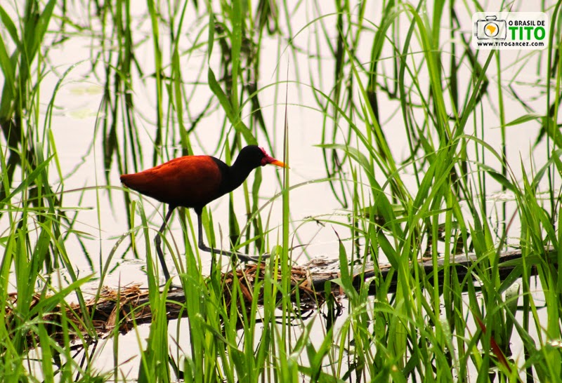 Jaçanã (Jacana Jacana) no balneário do Rio Curiaú, na APA do Rio Curiaú, em Macapá, no Amapá - Por Tito Garcez Jaçanã (Jacana Jacana) no balneário do Rio Curiaú, na APA do Rio Curiaú, em Macapá, no Amapá