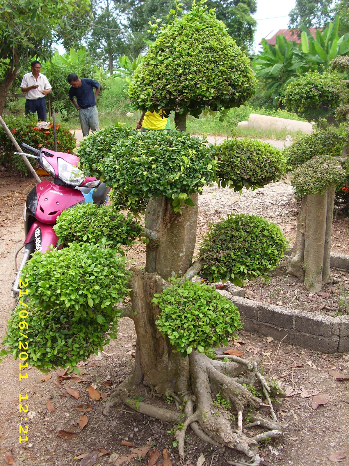 Pokok Bonsai: Pokok Kesinai