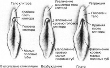 Нету Эрекции