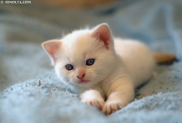 قطط روعة  _DSC2291_beautiful+white+kitten