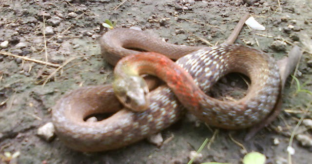 Serum Ular serum bisa ular ular picung rhabdophis subminiatus Serum Ular serum bisa ular ular picung rhabdophis subminiatus