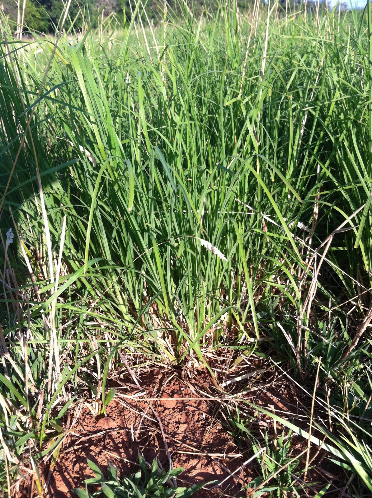 Foothill Agrarian Growing and Harvesting Grass