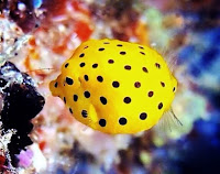 Thailand Divers